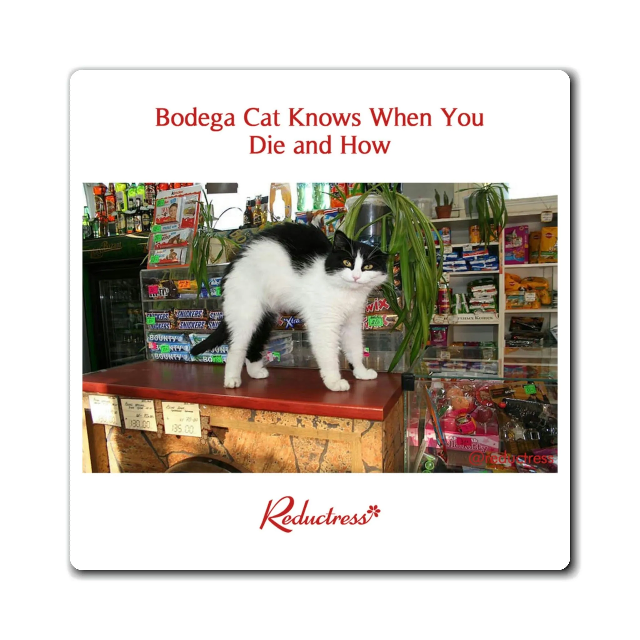 "Bodega Cat Knows When You Die and How" Magnet